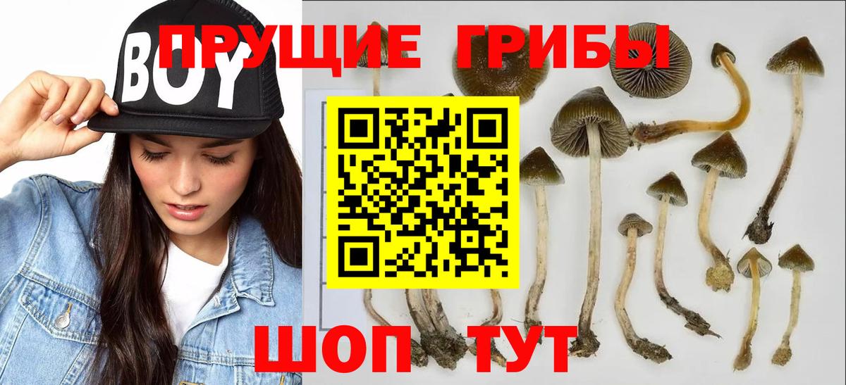 Псилоцибиновые грибы Cubensis  Галлюциногенные грибы Psilocybe  Вход с VPN  Невинномысск 